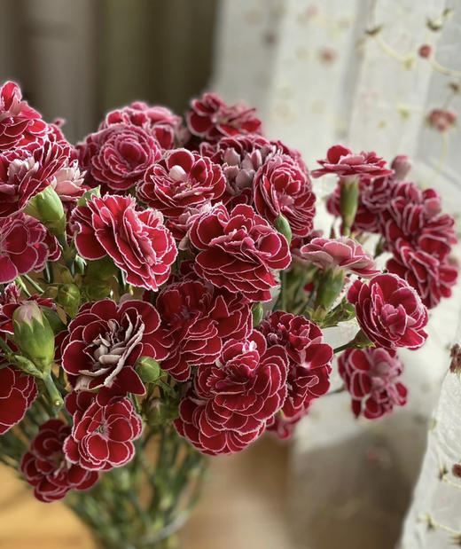 【稀有系列】康乃馨~多丁蝴蝶  约18枝/扎 商品图4