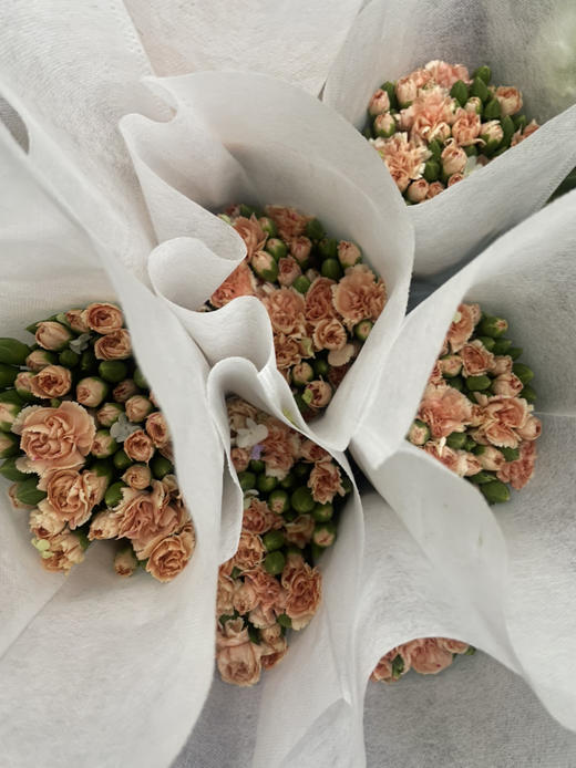 【稀有系列】康乃馨~多丁音符  约20枝/扎 商品图7