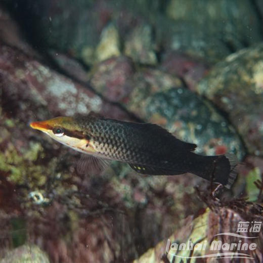 鸭嘴龙 母 商品图8