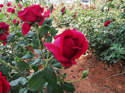 糖溪果——云南头茬冻干墨红玫瑰（30克/瓶） 商品图6