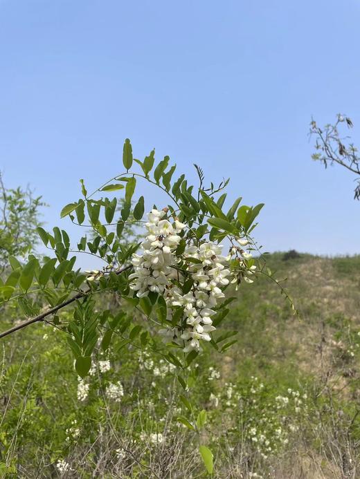 槐花煎鸡蛋 商品图1