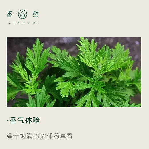 「课程·单方油」XIANGQI香憩︱中国艾叶精油 5ml/瓶 商品图1