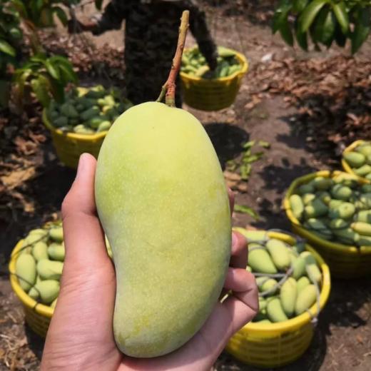 海南金煌芒果 超大芒果 原产地直发 树上熟超甜果 10斤 商品图0