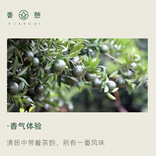 「课程·单方油」XIANGQI香憩︱新会小青柑精油 5ml/瓶 商品图1