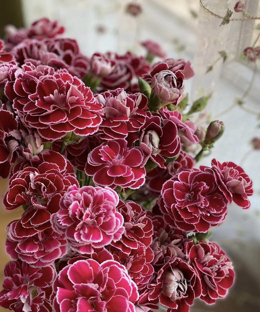 【稀有系列】康乃馨~多丁蝴蝶  约18枝/扎 商品图6