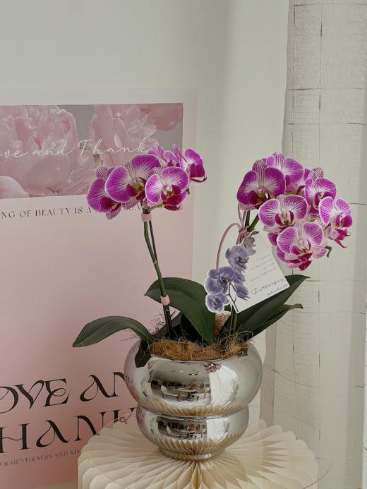 [ 珍稀时光 ] 蝴蝶兰 · 银色葫芦瓶 商品图0