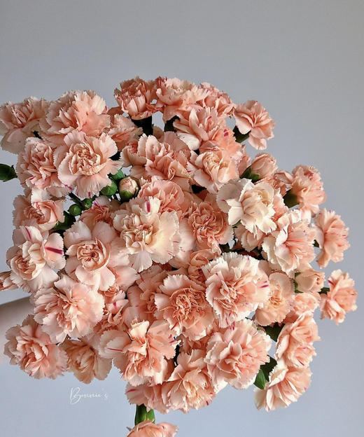 【稀有系列】康乃馨~多丁音符  约20枝/扎 商品图0