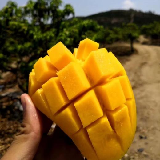 海南金煌芒果 超大芒果 原产地直发 树上熟超甜果 10斤 商品图1