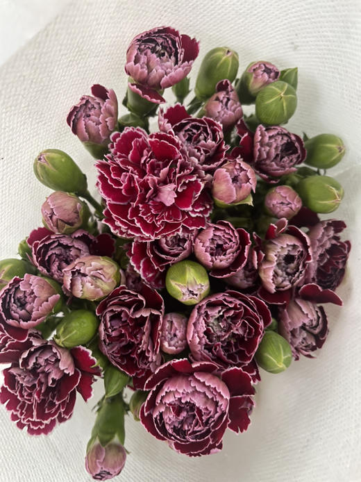 【稀有系列】康乃馨~多丁蝴蝶  约18枝/扎 商品图7