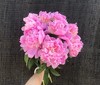 A芍药-蓝富士 商品缩略图0