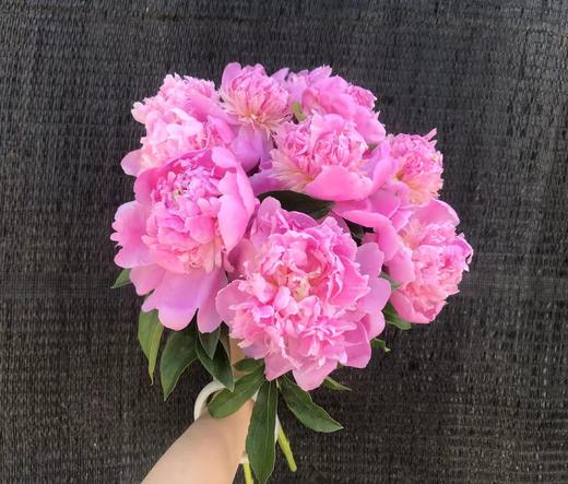 A芍药-蓝富士 商品图0