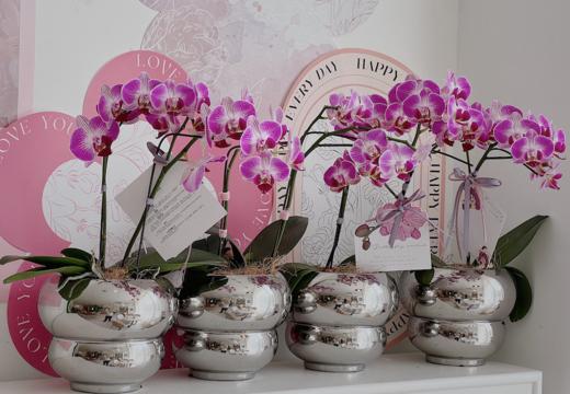 [ 珍稀时光 ] 蝴蝶兰 · 银色葫芦瓶 商品图1