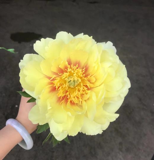 芍药.芭茨拉 商品图1