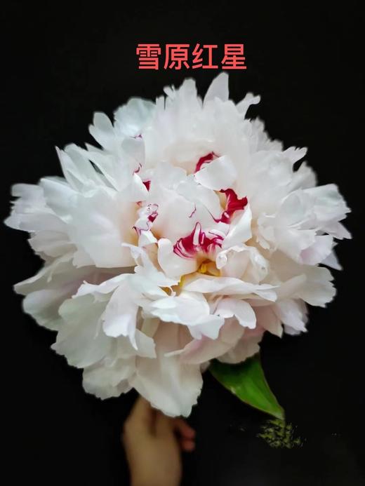 芍药.雪原红星 商品图0
