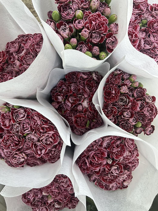 【稀有系列】康乃馨~多丁蝴蝶  约18枝/扎 商品图8