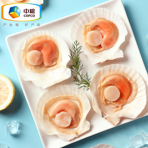 中粮凌鲜 大连半壳虾夷扇贝350g 商品图0