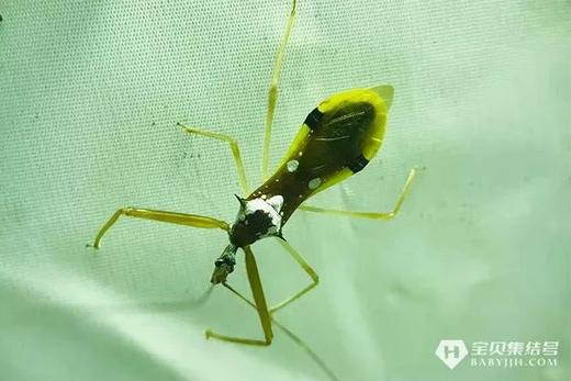 【2023海南五指山夏令营】国家公园自然探索系列—海南热带雨林国家公园 商品图3