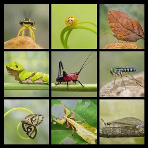 【2023海南五指山夏令营】国家公园自然探索系列—海南热带雨林国家公园 商品图1