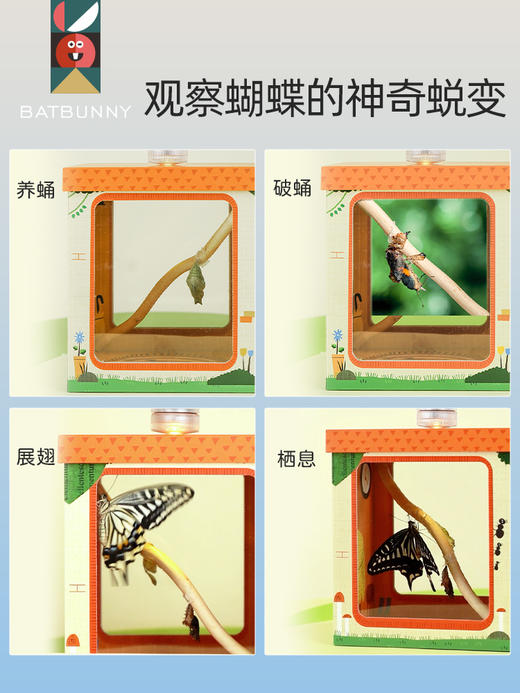 蝙蝠兔活体蝴蝶蛹孵化饲养儿童学生科普观察破蛹茧成蝶(预售7天左右具体时间咨询客服) 商品图1