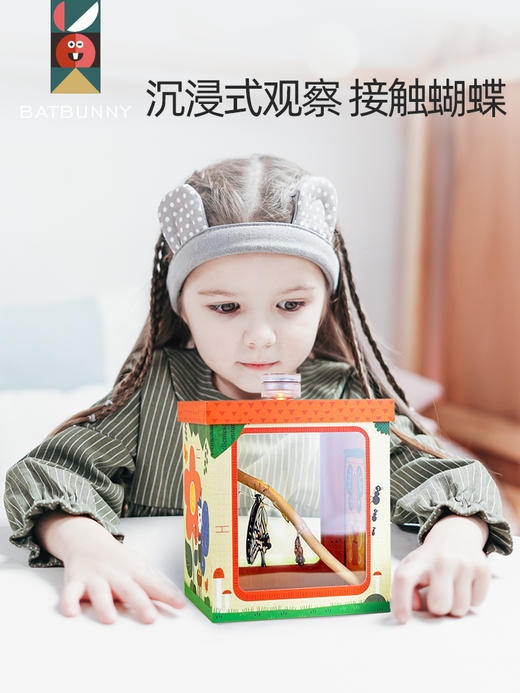 蝙蝠兔活体蝴蝶蛹孵化饲养儿童学生科普观察破蛹茧成蝶(预售7天左右具体时间咨询客服) 商品图2