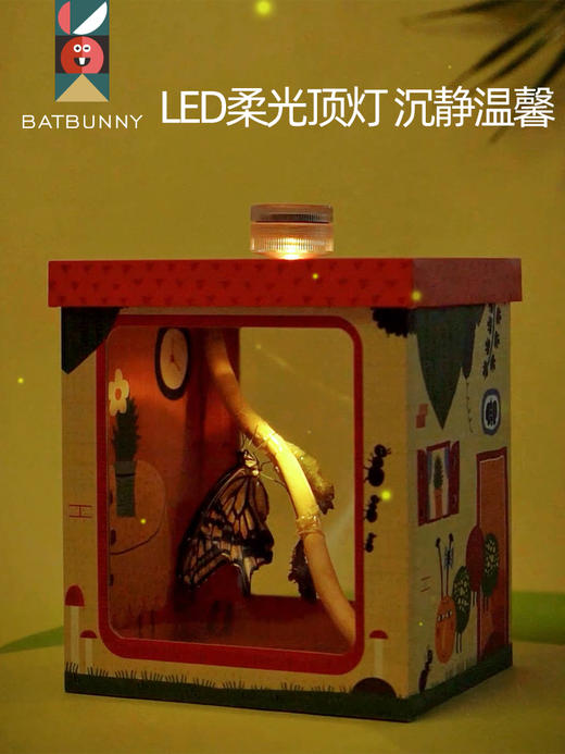 蝙蝠兔活体蝴蝶蛹孵化饲养儿童学生科普观察破蛹茧成蝶(预售7天左右具体时间咨询客服) 商品图4