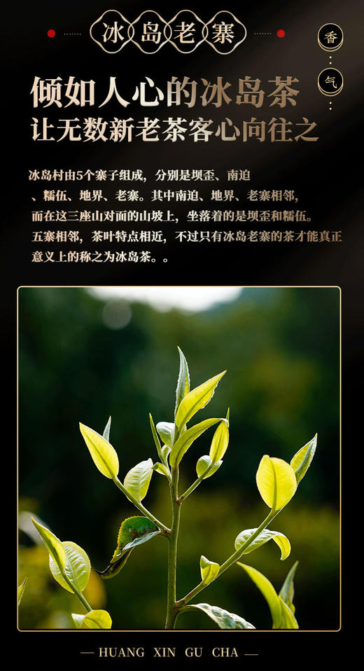 凰馨古茶2023年冰岛老寨357克生茶探春系列 古树普洱茶 商品图6