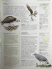 新版美洲鸟类百科全书 500余幅彩色插图 精装大16开 商品缩略图13