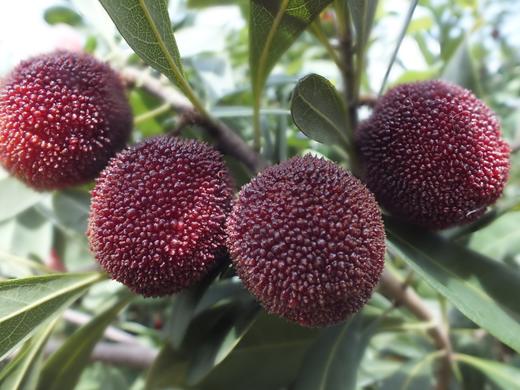 浮宫东魁杨梅 商品图1