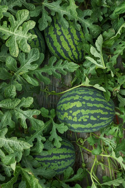 甘美4K 西瓜 产自西瓜之乡” 江苏东台（瓜籽少，果肉酥脆甜爽） 商品图4