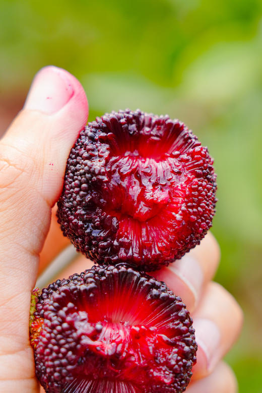 初夏限定美好！【浮宫杨梅】肉感十足 酸甜爆汁 清爽开胃 口口撩到心尖上！~ 商品图4