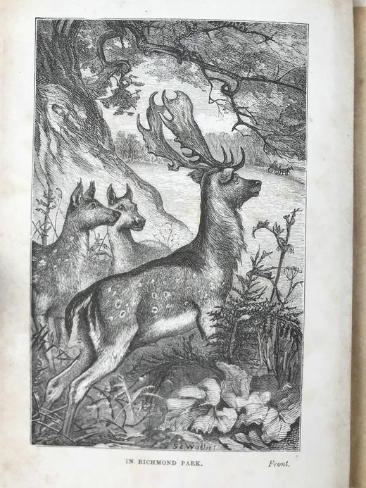 1886年 威廉·布莱克《马车奇异之旅》 英国艺术家塞缪尔·埃德蒙·沃勒13幅插图 漆布精装32开 商品图3