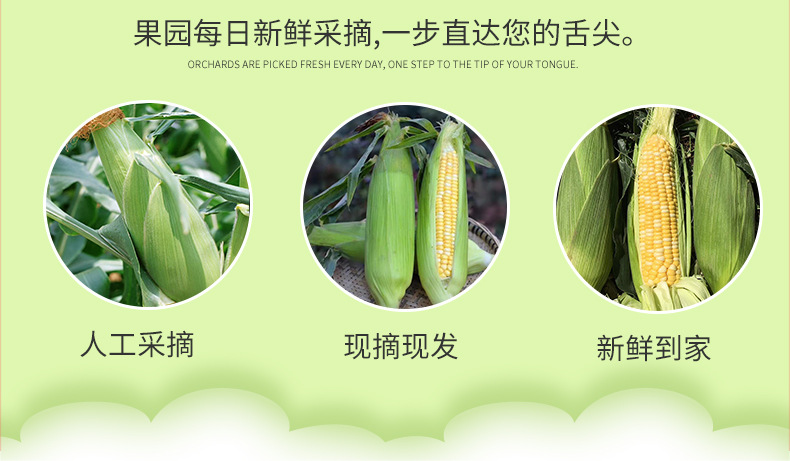 水果-玉米_10.jpg