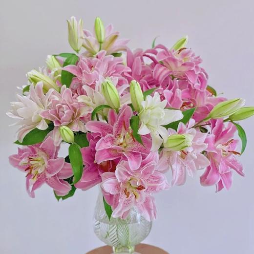 【随时下架】粉池金鱼重瓣大芍药5支+紫色睡莲5支+巴次拉重瓣大芍药1支+粉色单头康乃馨5支+种生粉重瓣芍药2支+优选重瓣百合4-5朵/份 商品图3