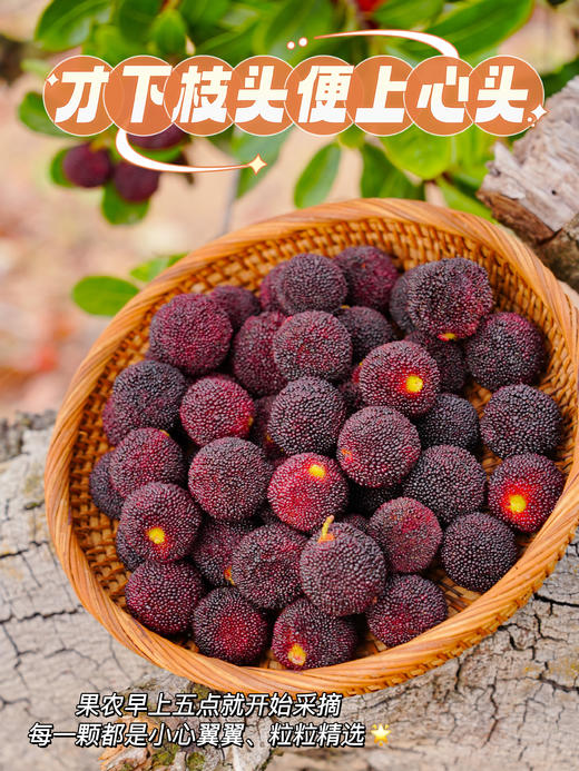 初夏限定美好！【浮宫杨梅】肉感十足 酸甜爆汁 清爽开胃 口口撩到心尖上！~ 商品图2