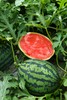 甘美4K 西瓜 产自西瓜之乡” 江苏东台（瓜籽少，果肉酥脆甜爽） 商品缩略图0