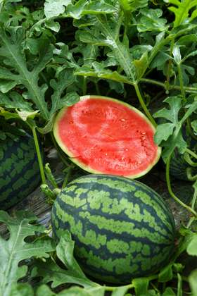 甘美4K 西瓜 产自西瓜之乡” 江苏东台（瓜籽少，果肉酥脆甜爽）