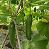 生态水果青瓜 | 绿家自产* ecological fruit cucumber | Self-production 商品缩略图0