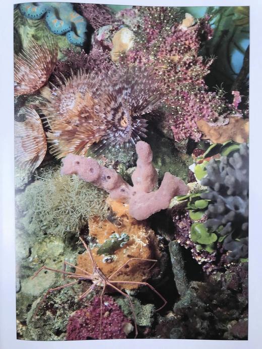 海洋生物图鉴 数百幅彩色插图 精装大16开 商品图6