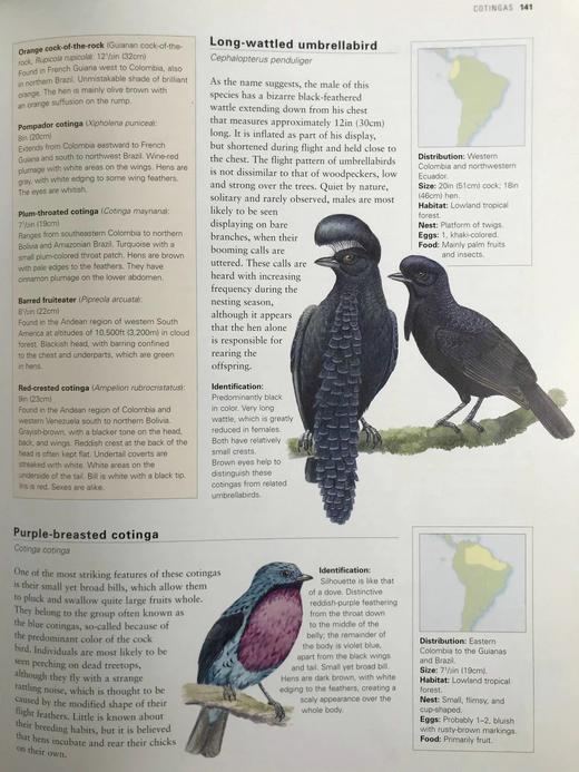 新版美洲鸟类百科全书 500余幅彩色插图 精装大16开 商品图12