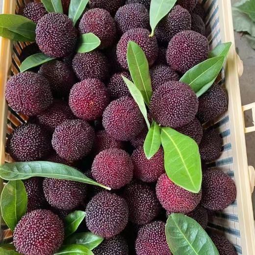 精装杨梅  约500g/篮 商品图2