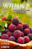 初夏限定美好！【浮宫杨梅】肉感十足 酸甜爆汁 清爽开胃 口口撩到心尖上！~ 商品缩略图1