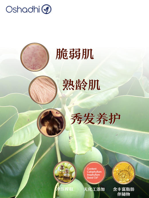 德国O家琼崖海棠油身体按摩油 基础油 呵护肌肤 商品图1