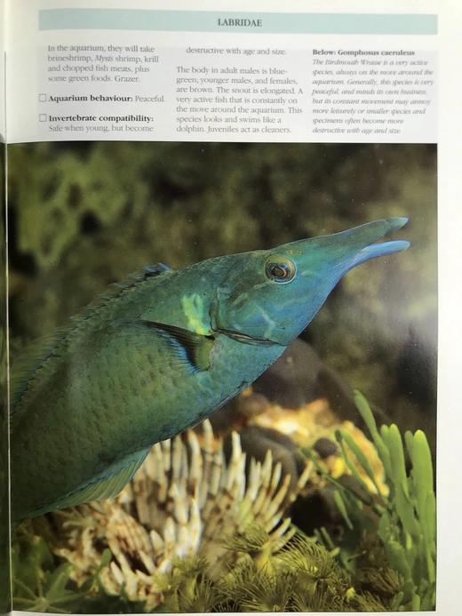 海洋生物图鉴 数百幅彩色插图 精装大16开 商品图8