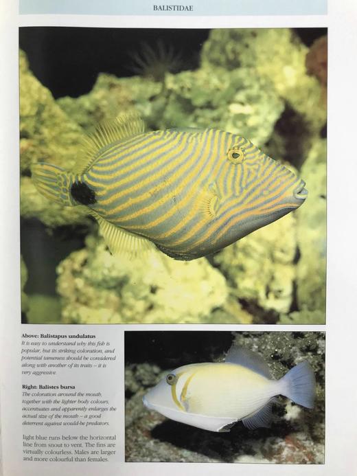 海洋生物图鉴 数百幅彩色插图 精装大16开 商品图11