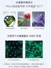 奥蜜思ORBIS芯悠精华水 商品缩略图2