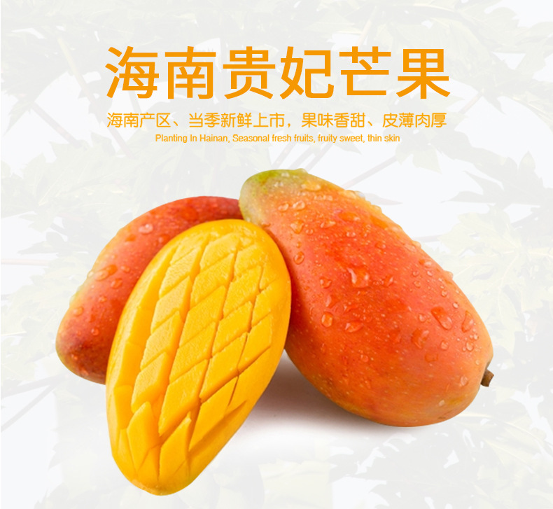 海南贵妃芒_01.jpg