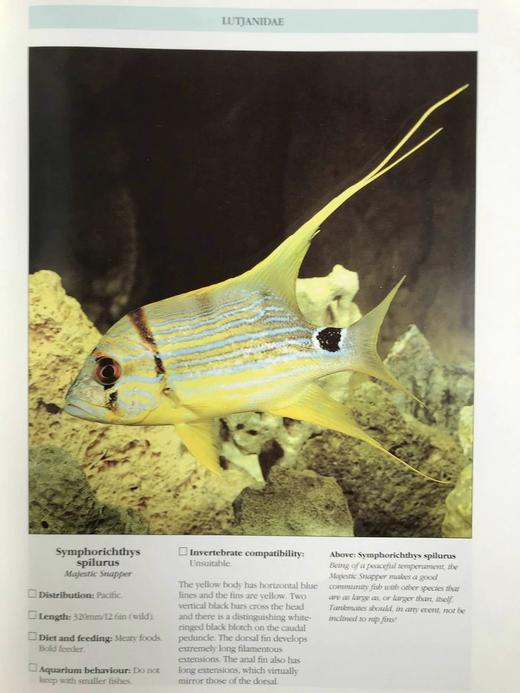 海洋生物图鉴 数百幅彩色插图 精装大16开 商品图7