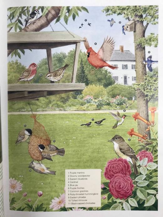 新版美洲鸟类百科全书 500余幅彩色插图 精装大16开 商品图6