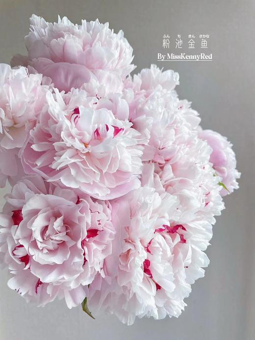 【随时下架】粉池金鱼重瓣大芍药5支+紫色睡莲5支+巴次拉重瓣大芍药1支+粉色单头康乃馨5支+种生粉重瓣芍药2支+优选重瓣百合4-5朵/份 商品图4