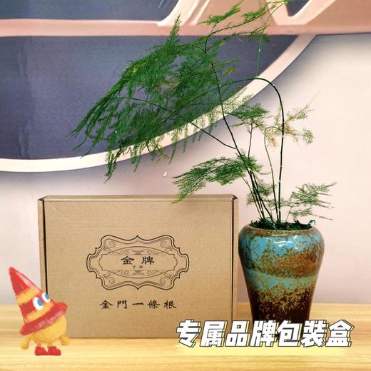 台湾原装进口，金门丁癸一条根精油贴 商品图2